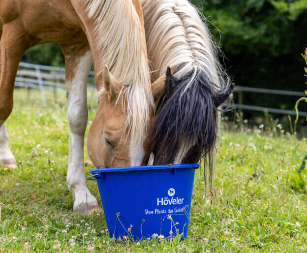 hoeveler impression freizeitpferd pferdefutter